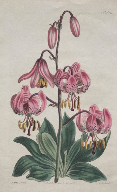 La Revista Botánica o Jardín de Flores... Lirio de Capuchón Turco, 1814 de S. Curtis