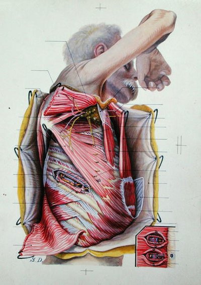 Disección de la cara lateral derecha del tórax, de un libro de anatomía de S. Dupret