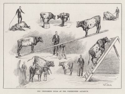 The Performing Bulls at the Westminster Aquarium (grabado) de S. T. Dadd