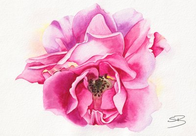 Rosa en flor de Salome
