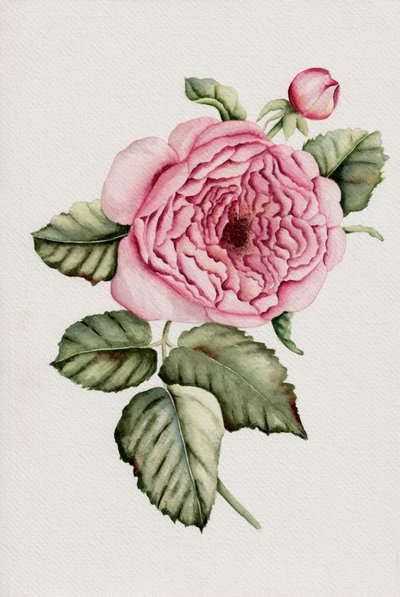 Rosa botánica de Salome