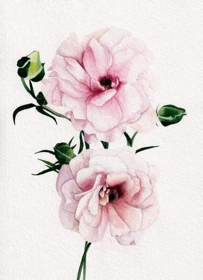 Flores en acuarela rosa de Salome