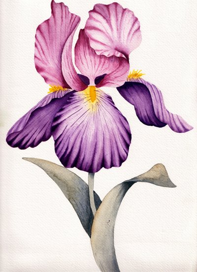 Iris de color púrpura intenso de Salome