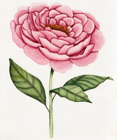 Peonía rosa en acuarela de Salome