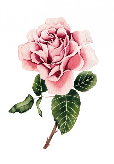 Acuarela: Rosa rosa de Salome