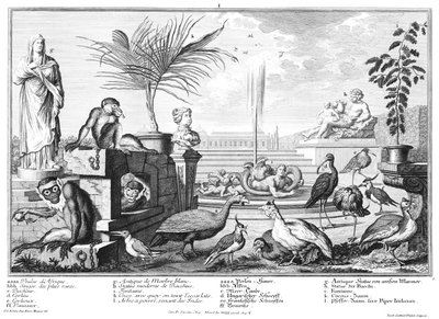 monos, aves gallináceas y chorlitos de Salomon Kleiner