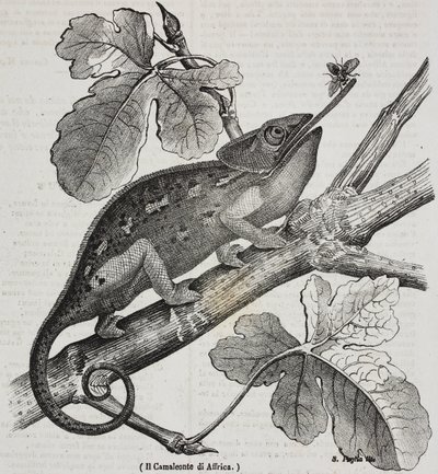 Camaleón africano, litografía de Salvatore Puglia de Poliorama Pittoresco, n 30, 4 de marzo de Salvatore Puglia