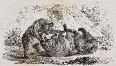 Osos de Asturias, España, litografía de Salvatore Puglia de Poliorama Pittoresco, n 9, 7 de octubre de Salvatore Puglia