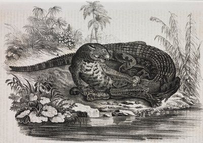 Caimán y jaguar, litografía de Salvatore Puglia de Poliorama Pittoresco, n 16, 25 de noviembre de Salvatore Puglia