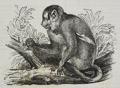 Mono nocturno douroucoulis (Aotus trivirgatus), litografía de Salvatore Puglia de Poliorama Pittoresco, n 46, 25 de junio. de Salvatore Puglia