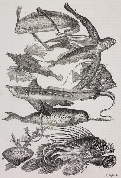 Criaturas oceánicas: 1 Dattiloftera, 2 Syngnathus, 3 Pegasus, 4 Trachypterus, 5 Chaetodon, 6 Pez conejo, 7 Unicornio (narval), 8 Pteroides voladores, 9 Attinia de Salvatore Puglia