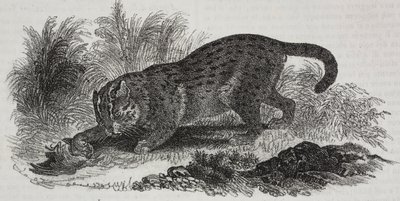 Gato de Sumatra, litografía de Salvatore Puglia de Poliorama Pittoresco, n 47, 1 de julio de Salvatore Puglia