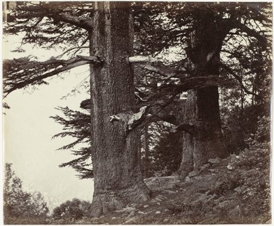 Twee cederbomen, Himachal Pradesh Deoddars 35 pies y 37 pies de circunferencia (título original) de Samuel Bourne (attributed to)