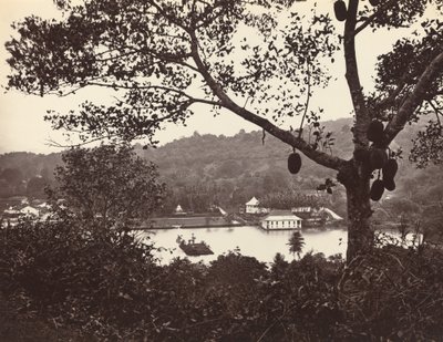Una vista desde Upper Lake Road mostrando el templo y la isla con parque -- árbol frutal en primer plano de Samuel Bourne