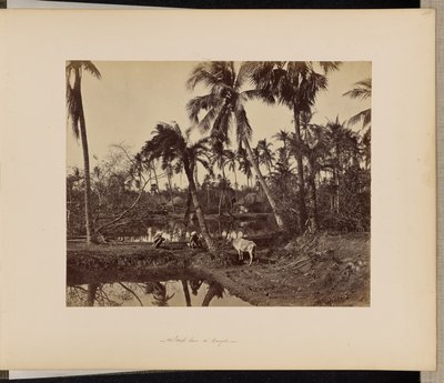 Calcuta; Escenas rústicas y vida rural en Bengala de Samuel Bourne