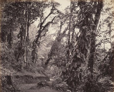 Darjeeling, Escena de bosque con enredaderas, con la carretera de Tukvar de Samuel Bourne