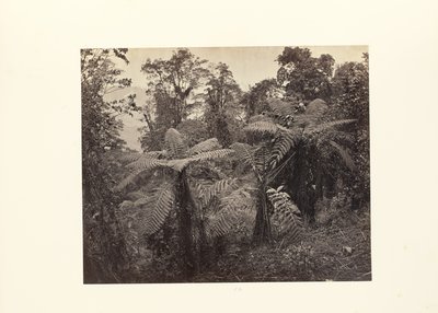 Darjeeling; Grupo de helechos arborescentes en Lebong de Samuel Bourne