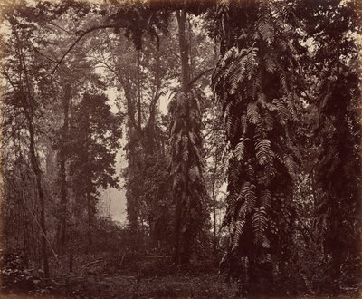 Darjeeling, India de Samuel Bourne