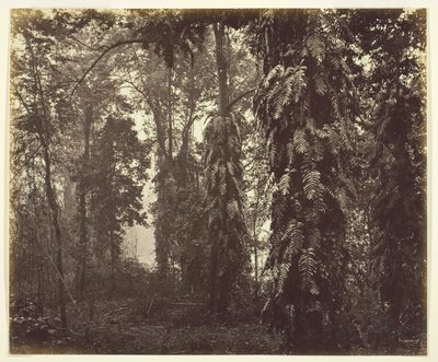 Darjeeling, India de Samuel Bourne