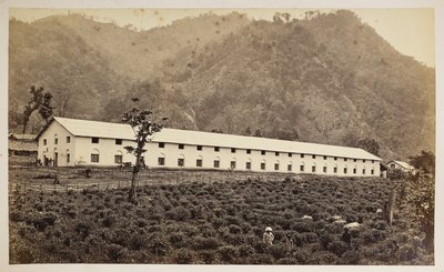 Selim Tea Estate, Darjeeling, la nueva fábrica, división inferior,  de 