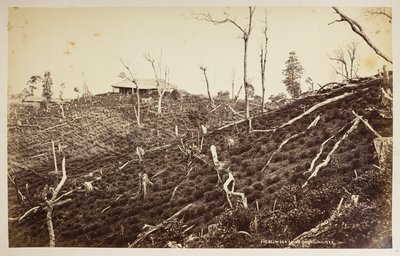 La finca de té Selim, Darjeeling,  de 