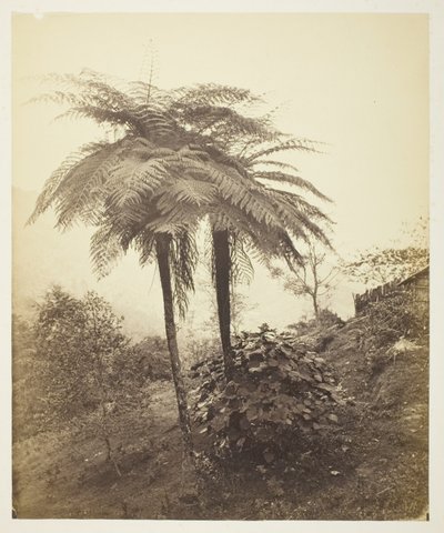 El helecho arbóreo, foto premiada de Samuel Bourne