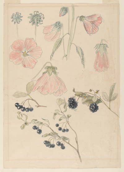 Estudios de detalles botánicos: Malvarrosas, arándanos y moras de Samuel Colman