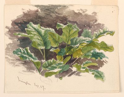 Estudio botánico de Samuel Colman