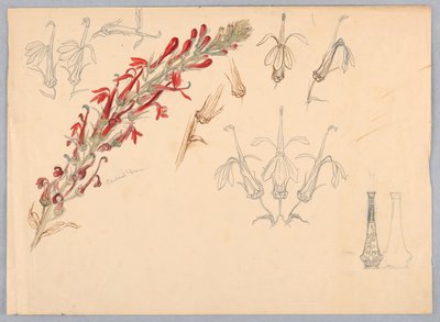 Flor Cardinal de Samuel Colman