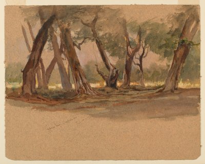 Árboles de ciprés, Chapultepec, México de Samuel Colman
