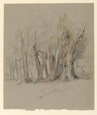 Árboles de ciprés de Chapultepec, México de Samuel Colman