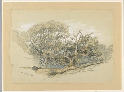 Dibujo, Oak Wood, Montauk, Nueva York, 8 de septiembre de 1880 de Samuel Colman