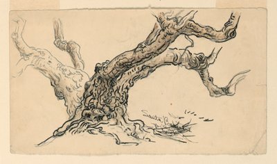 Dibujo, Bocetos. Sicomoros, Santa Barbara, California, ca. 1888 de Samuel Colman