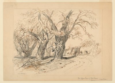 Dibujo, estudio para Los cipreses de Moctezuma, Parque de Chapultepec, México de Samuel Colman