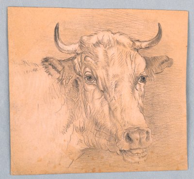Cabeza de una vaca de Samuel Colman