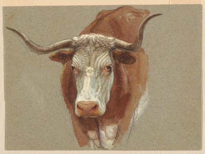 Cabeza de una vaca o buey de Samuel Colman
