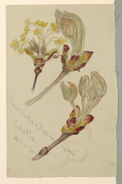 Brotación de castaño de Indias y arce, Central Park de Samuel Colman