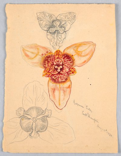 Lirio japonés, East Hampton de Samuel Colman