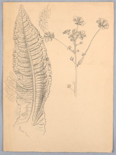 Estudios de hojas de Samuel Colman