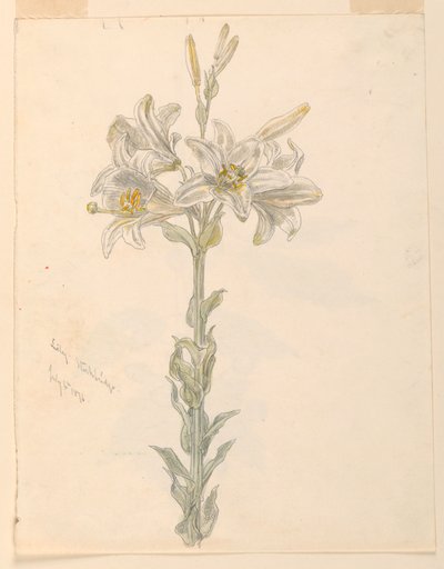 Lirio, Stockbridge de Samuel Colman
