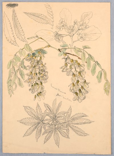 Flores de acacia de Samuel Colman