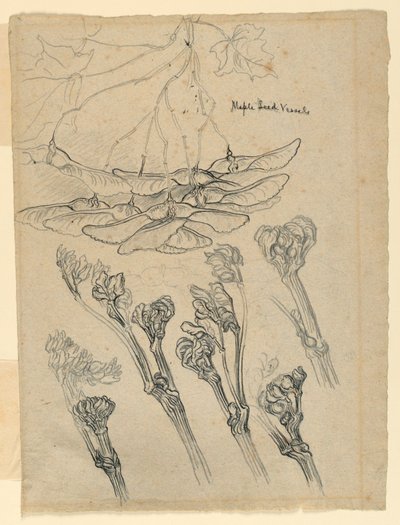 Vainas de semillas de arce de Samuel Colman