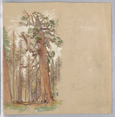 Roble y Siempreverde de Samuel Colman