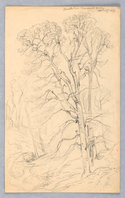 Bocetos de Árboles de Samuel Colman