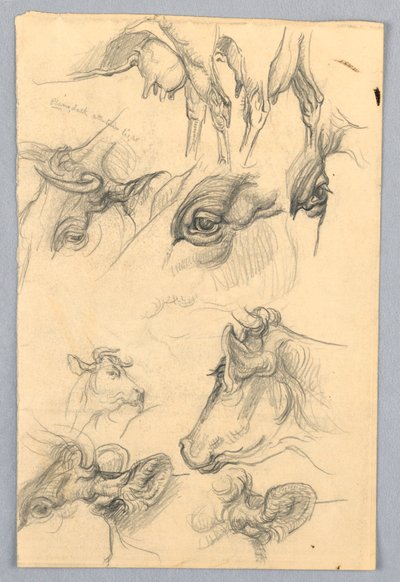 Estudios de Vacas de Samuel Colman
