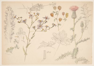 Estudios de flores de pradera de Samuel Colman