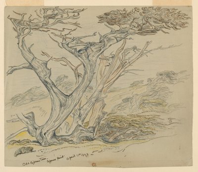 Estudio de viejos cipreses, Cypress Point de Samuel Colman