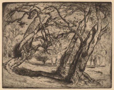 Sin título (Paisaje boscoso) de Samuel Colman