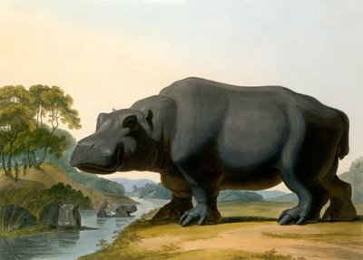 El hipopótamo, 1804 de Samuel Daniell