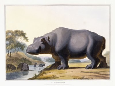 El hipopótamo, 1804 de Samuel Daniell